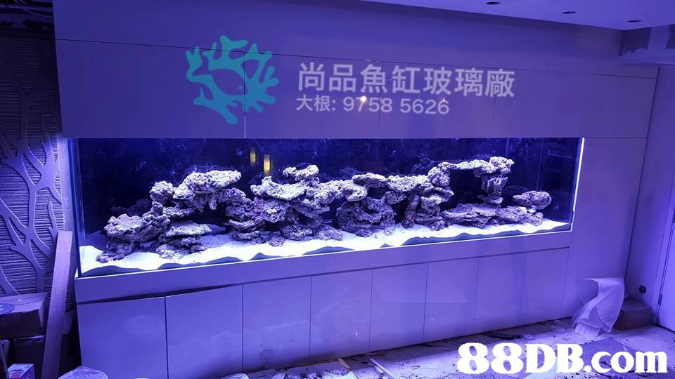 尚品魚缸玻璃廠 大根: 9758 5626   blue,aquarium lighting,purple,aquarium,reef