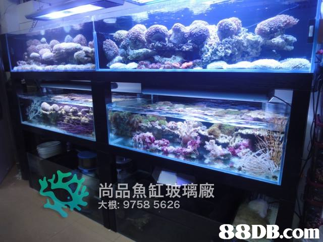 尚品魚 玻璃廠 大根: 9758 5626   aquarium,aquarium lighting,reef,coral reef,marine biology