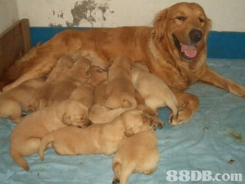 เธุ์ 88DB.com  dog,dog like mammal,dog breed,golden retriever,retriever