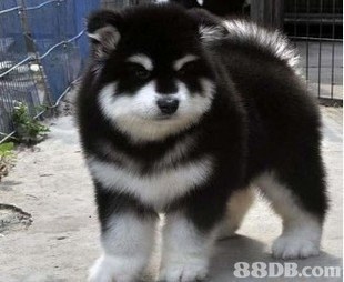 88DB.com  dog like mammal,dog,alaskan malamute,dog breed,sakhalin husky