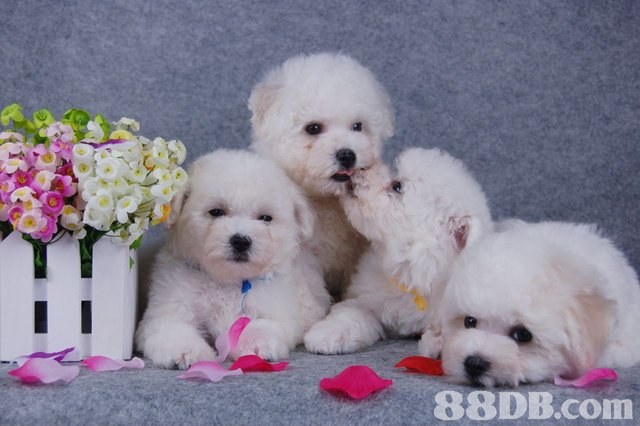 豐 88DB.com  dog,dog like mammal,dog breed,mammal,maltese