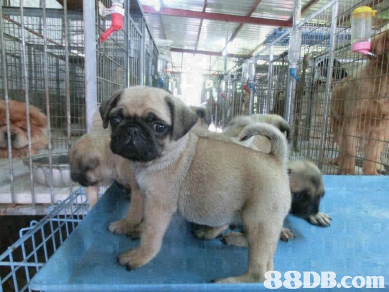 88DB.com  pug,dog,dog like mammal,dog breed,mammal