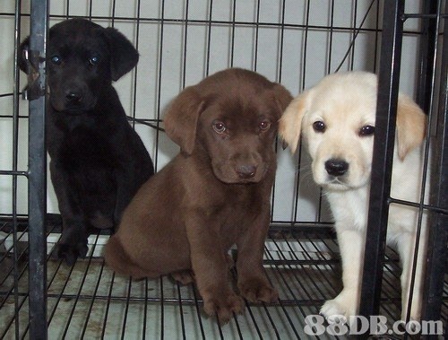 2EE 88DB.com  dog,dog like mammal,labrador retriever,dog breed,dog breed group