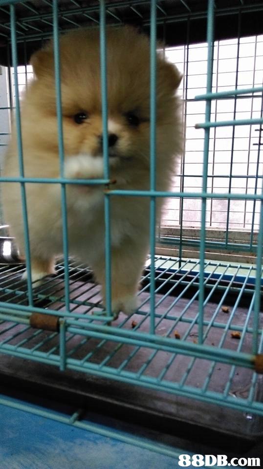 88DB.com  dog like mammal,dog,dog breed group,animal shelter,pomeranian