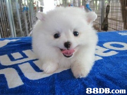 88DB.com  dog like mammal,dog,volpino italiano,dog breed,german spitz klein