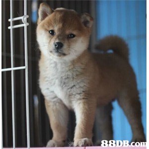 8DB.com  dog,dog like mammal,dog breed,mammal,dog breed group