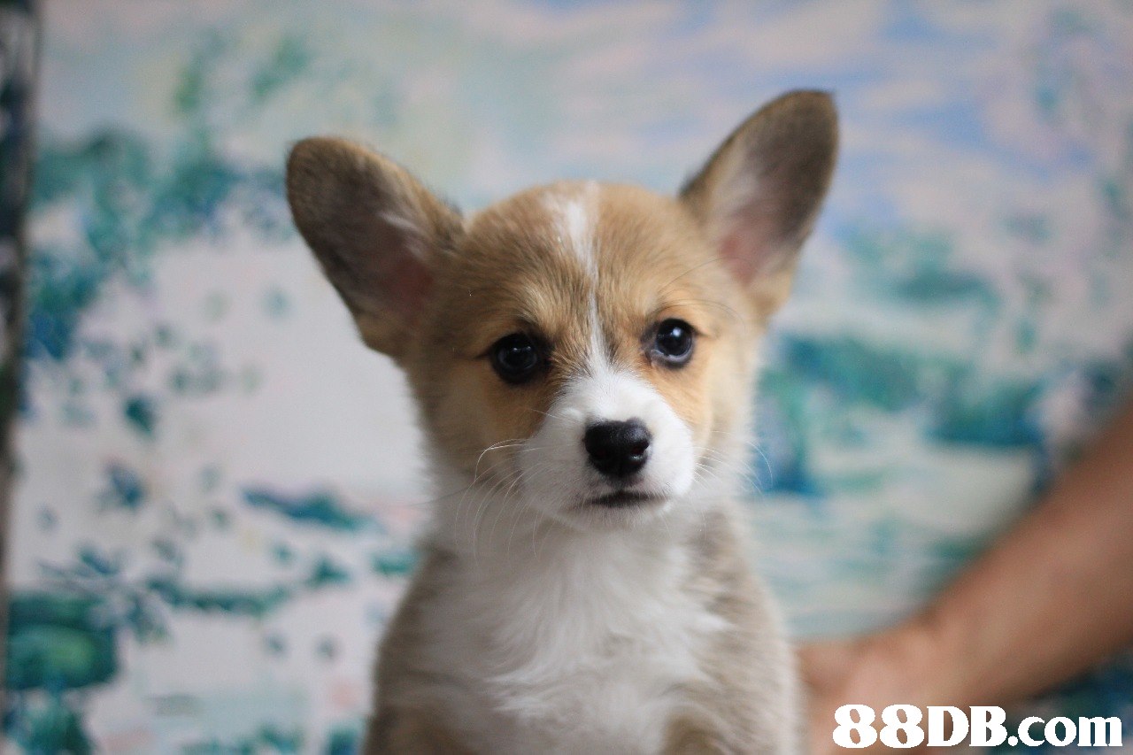 88DB.com  dog,dog like mammal,welsh corgi,dog breed,mammal