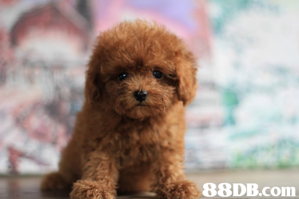 88DB.com  dog like mammal,dog breed,dog,miniature poodle,toy poodle