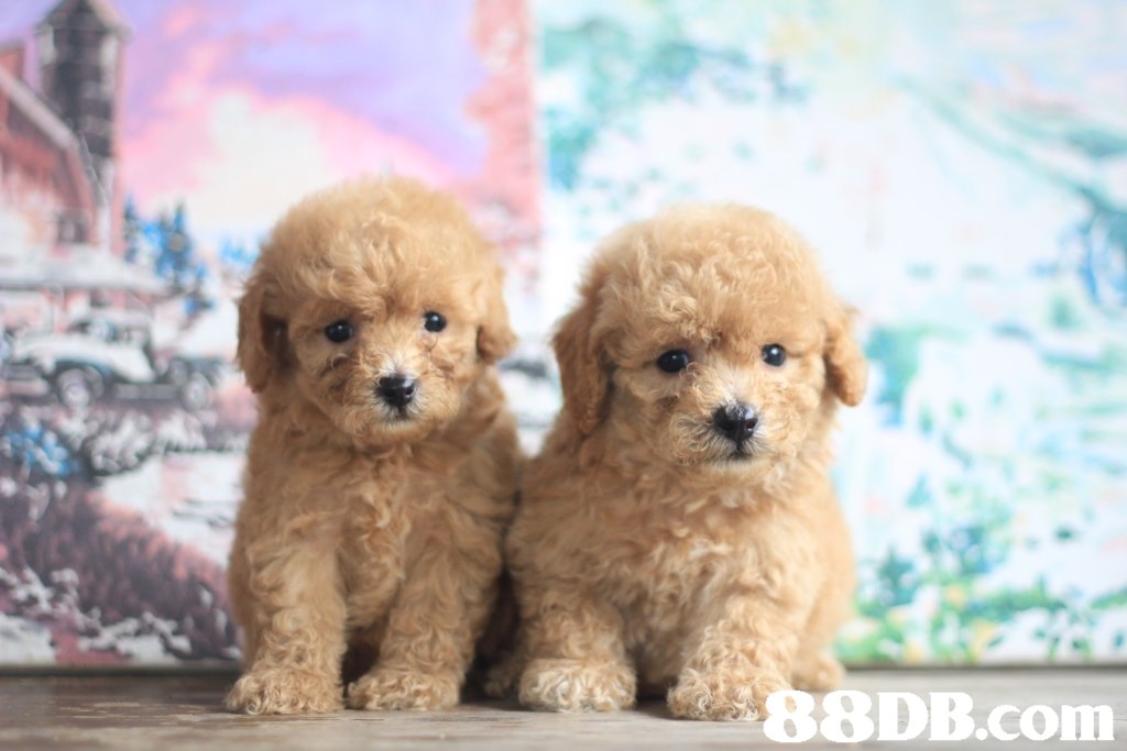 8DB.com  dog,dog like mammal,dog breed,mammal,miniature poodle