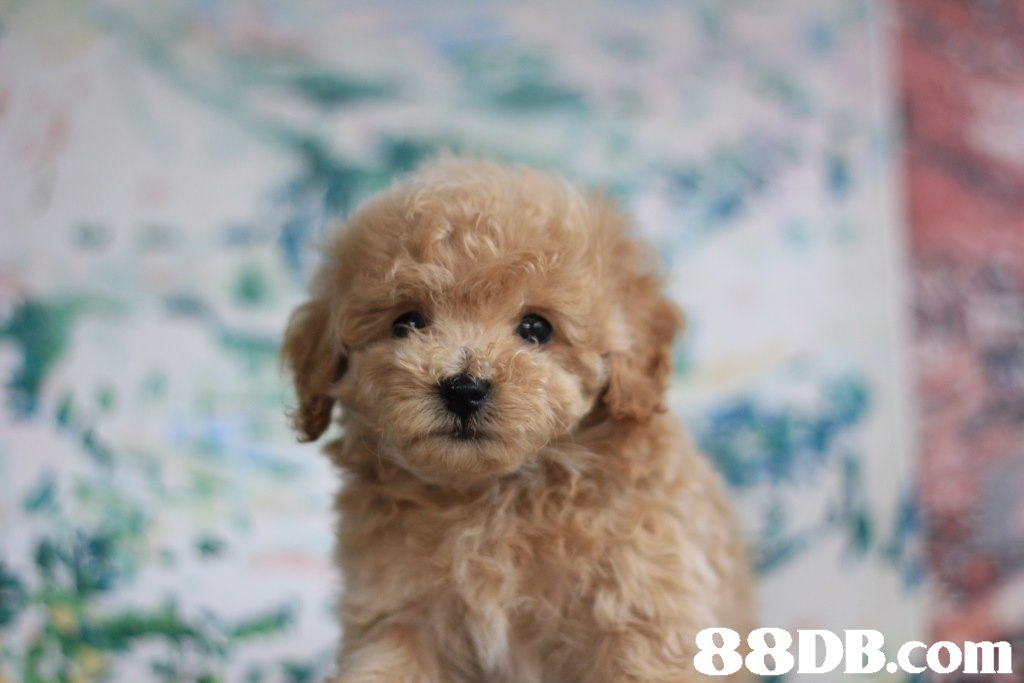 Ci 88DB.com  dog like mammal,dog,dog breed,miniature poodle,mammal