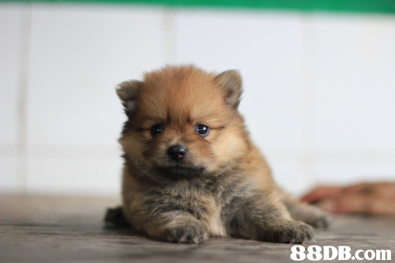 88DB.com  dog,dog like mammal,german spitz,pomeranian,dog breed