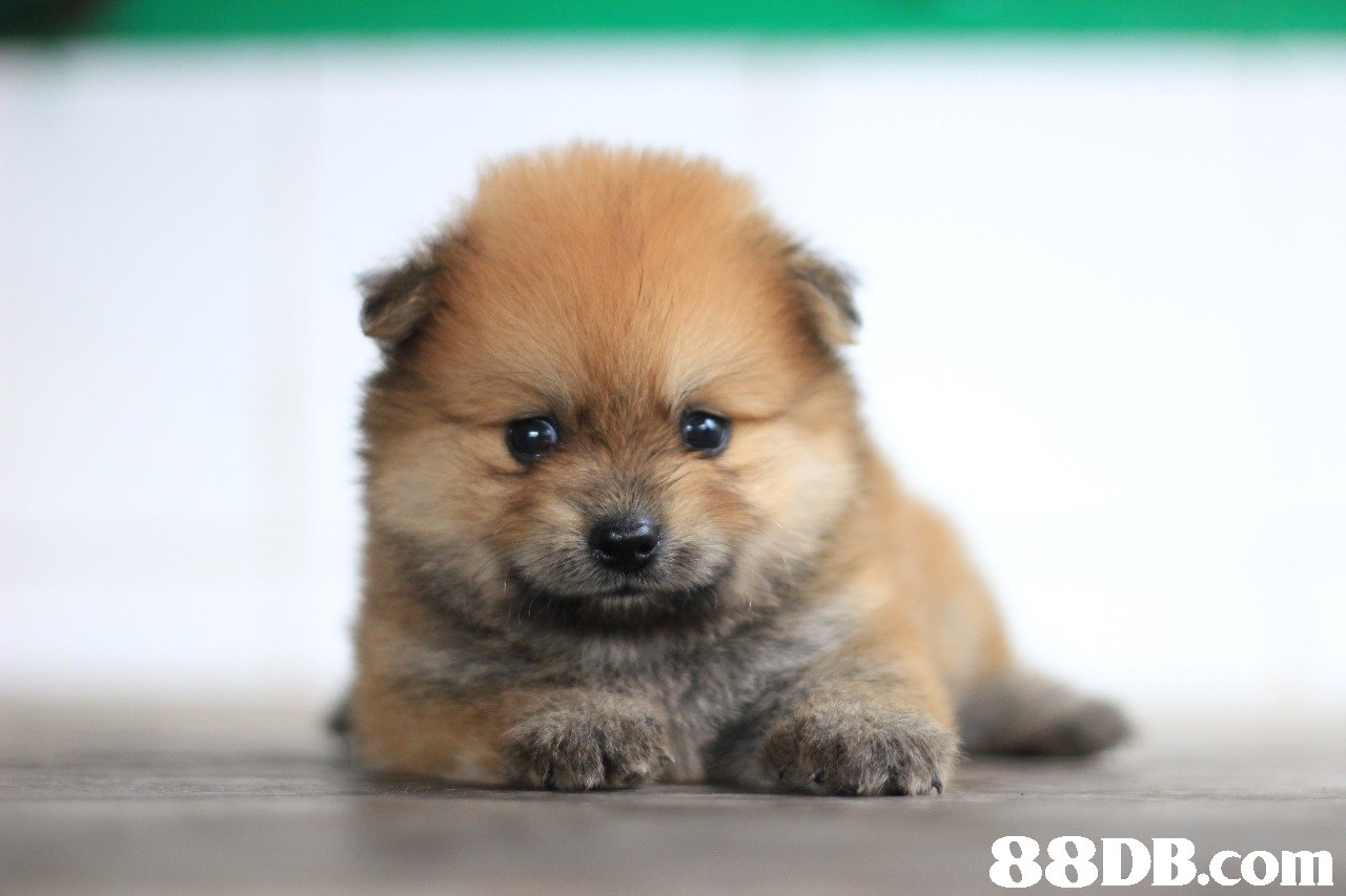 88DB.com  dog,dog like mammal,german spitz,pomeranian,dog breed