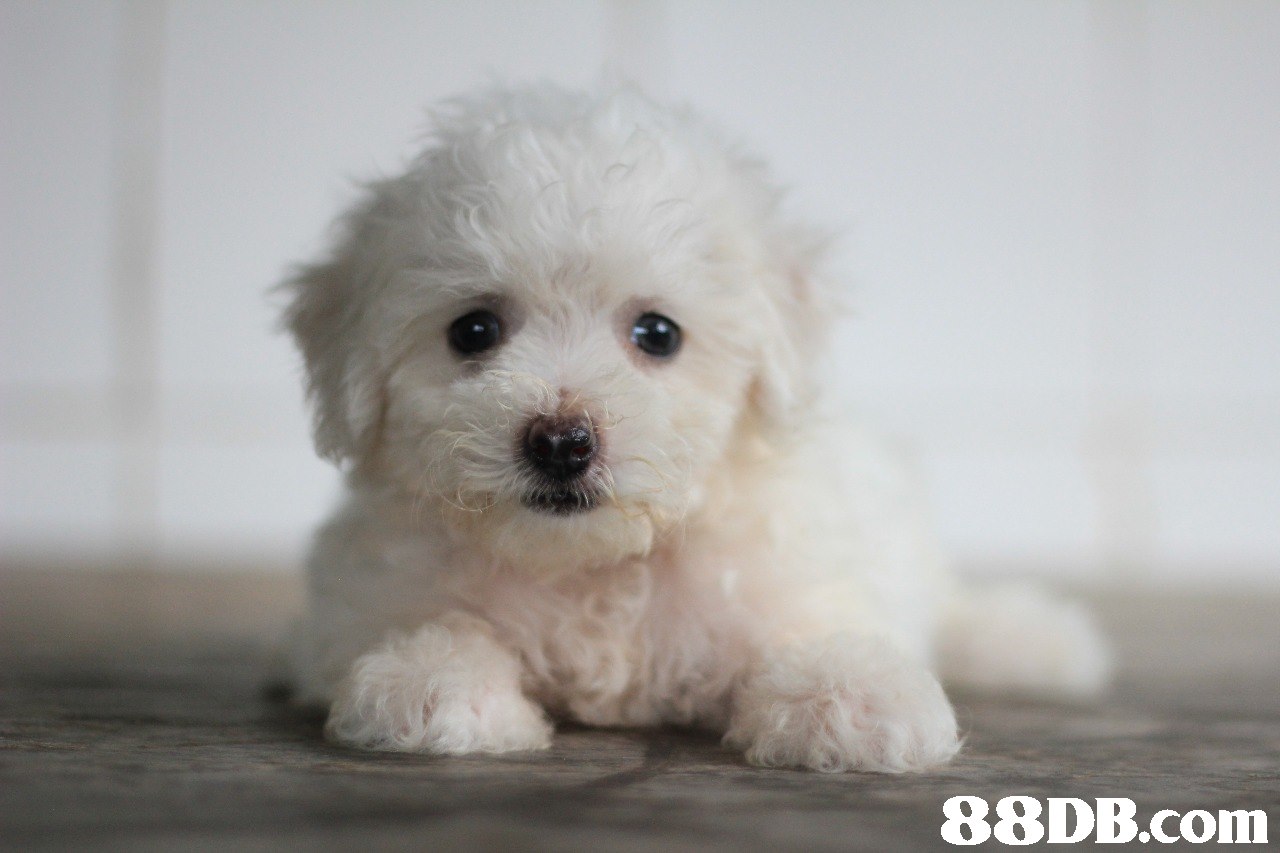 88DB.com  dog like mammal,dog,dog breed,maltese,mammal